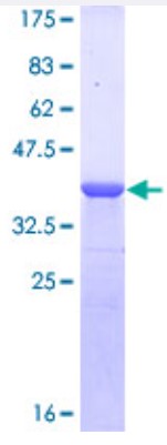 SDS-PAGE (DMP1-2706H).jpg